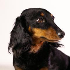 Peanut - Dachshund