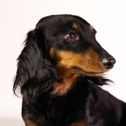 Peanut - Dachshund