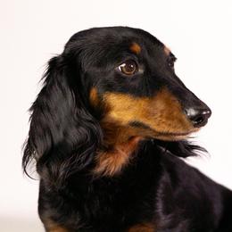 Peanut - Dachshund