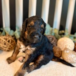 Kujo - Phantom male Bernedoodle puppy in Perrysville, Ohio from Pleasant Valley Bernedoodles