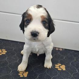 Hunter - Black white and tan male English Springer Spaniel puppy in Columbia, North Carolina from Columbia Spaniels
