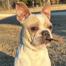 Chief - Boston Terrier