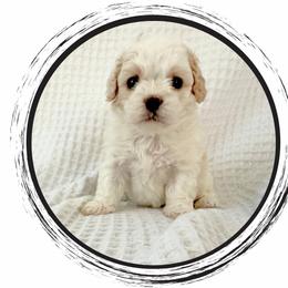 Elizabeth - Blenheim female Cavapoo puppy in Oak Island, North Carolina from Carolina Cavapoo Puppies