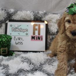 Goldendoodle and Poodle Puppies from Partridge Doodles and Poodles