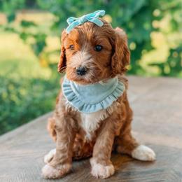 Louise - Red  female Goldendoodle puppy in Iola, Texas from Supreme Doodles of Texas