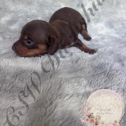 Hershey - Chocolate and tan male Dachshund puppy in Lufkin, Texas from CSW Dachshunds