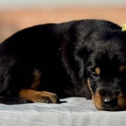 Arabella - 5350 - Black and rust female Beauceron puppy in Rockwall, Texas from Elitehaus