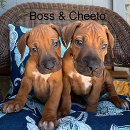 Boss - Rd whtn blk nose male Rhodesian Ridgeback puppy in Arcadia, Oklahoma from Ahyoka Rhodesian Ridgebacks