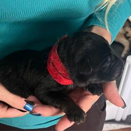 Red collar - Black and tan male German Shepherd puppy in Rushsylvania, Ohio from Surgenor Shepherds!
