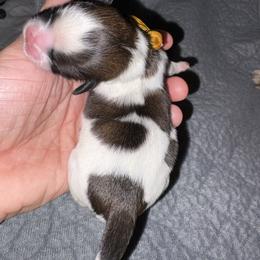 Gold - Gold and white female Shih Tzu puppy in Eunice, Louisiana from 4J's Cajun Kennels