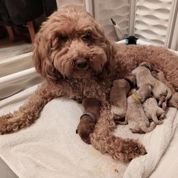 Brynn - Apricot female Goldendoodle puppy in Hendersonville, Tennessee from Ben's Best Buddy Goldendoodles