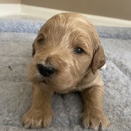 Goldendoodles from Aloha Doodles