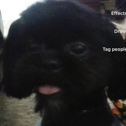 Shih Tzus from Yanna  Shih Tzus