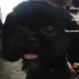 Shih Tzus from Yanna  Shih Tzus