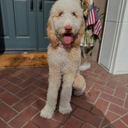 Marge - Bernedoodle