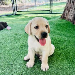 Tuck - Yellow male Labrador Retriever puppy in Pilot Hill, California from Houston Labradors