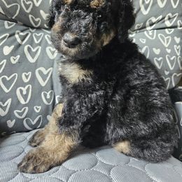 Carmen - Phantom female Goldendoodle puppy in Kansas City, Missouri from Poppy's Doodles