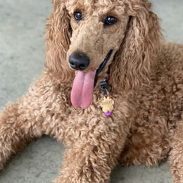 Goldendoodles and Poodles from Hamrick Standards