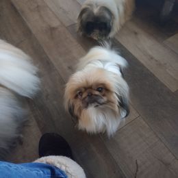 Stella - Pekingese