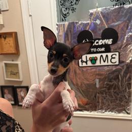 Pup A - White black and tan male Toy Fox Terrier puppy in Clermont, Florida from Debbie Hiles's Toy Fox Terriers