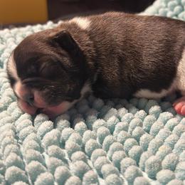 Hank - Brindle and white male French Bulldog puppy in Ashland, Ohio from HazyDayFrenchies