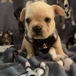French Bulldog Puppies from Lola’s Frenchies