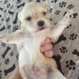 Buddy - Gold male Havanese puppy in Falkville, Alabama from Nanas Havanese