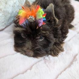 Grace - Chocolate and tan female Yorkshire Terrier puppy in Gaylesville, Alabama from Sweet Alabama Yorkies