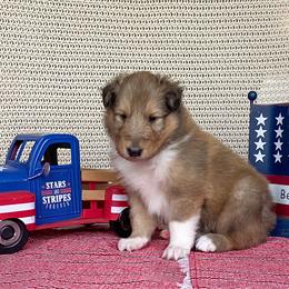 Jumba - Sable and white male Collie puppy in St Augustine, Florida from Saltwater Collies LLC