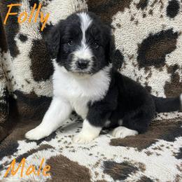 Folly - Black tri-color male Aussiedoodle puppy in Cleveland, Tennessee from C&S Kennels