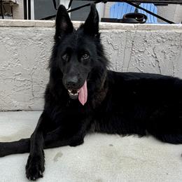 Patron - Black male German Shepherd puppy in Davie, Florida from Vom Broward Haus