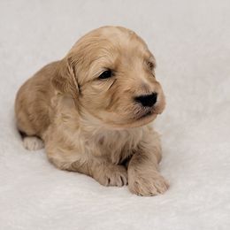 Goldendoodle Puppies from Lake Village Doodles
