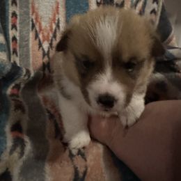 Pembroke Welsh Corgi All Grown Up from Newton Hay & Cattle