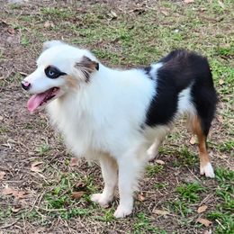 Pirata - Miniature Australian Shepherd