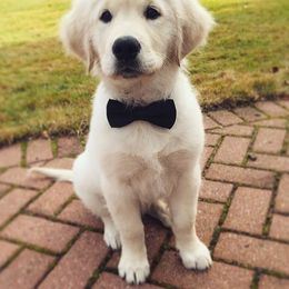 Golden Retriever and Labrador Retriever Puppies from Bear Pond Retrievers