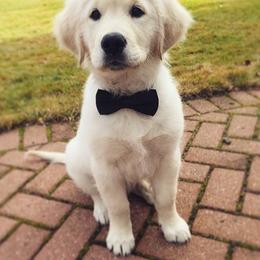 Golden Retriever and Labrador Retriever Puppies from Bear Pond Retrievers