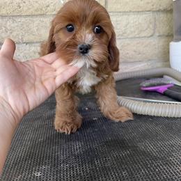 Cavalier King Charles Spaniel and Cavapoo Puppies from Larisa's Cavaliers