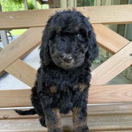 Milkshake - Phantom female Bernedoodle puppy in Midland, Michigan from Northern Charm Farm