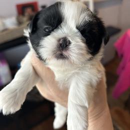 Girl 1 - Black and white female Shih Tzu puppy in Dallas, Texas from Almost Heaven Shih Tzu