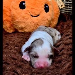 Milo - Price 2500 - Brown merle male Aussiedoodle puppy in Ennis, Texas from God’s Little Aussies