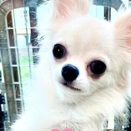 Tilly - Chihuahua