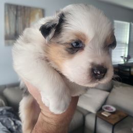 Australian Shepherd Puppies from Maverick Farms Australian Shepherds