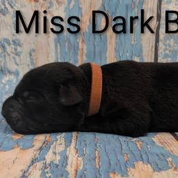 Miss Dark Brown - Black female Labrador Retriever puppy in Lebanon, Pennsylvania from Robertson's Retrievers and Doodles
