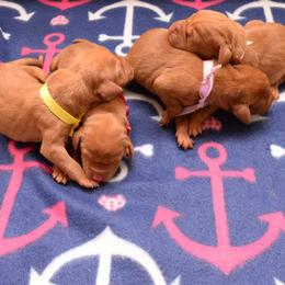 Vizsla Puppies from Summit Vizsla (we can deliver to you)