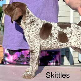 Girl 3 - German Shorthaired Pointer puppy in Walford, Iowa from Wild Rose GSP's