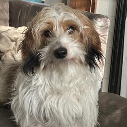 Felix - Dachshund