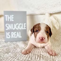 Justin - Merle male Labradoodle puppy in Elizabeth City, North Carolina from Howdy Doodles