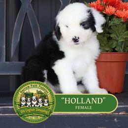 Holland - Gray and white female Old English Sheepdog puppy in Cleveland, Tennessee from Narrow Path Old English & Sheepadoodles