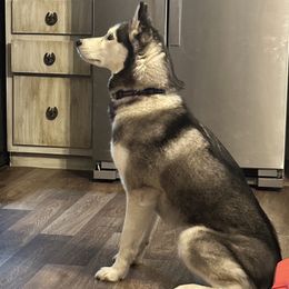 Mishka - Siberian Husky