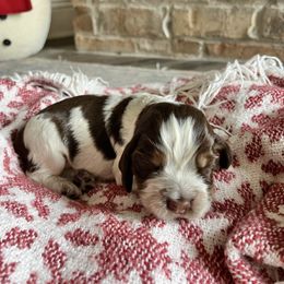 Prim - Tri-Roan female English Springer Spaniel puppy in Wilmer, Alabama from Southbend Springers